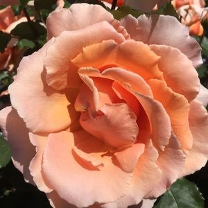 Meet your Posher, Ellen